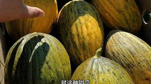 甜瓜蜜瓜怎么吃,解锁夏日清凉新体验