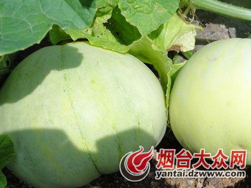 招远最新吃瓜事件,真相揭秘，网络热议