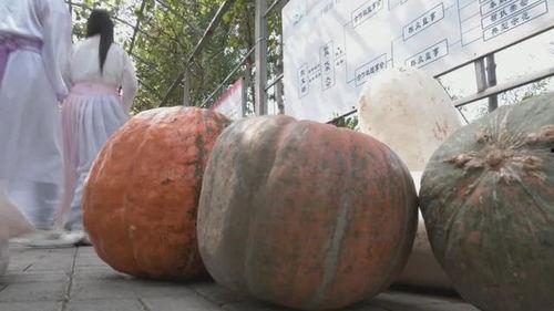 邯郸曲周吃瓜事件,真相与反思