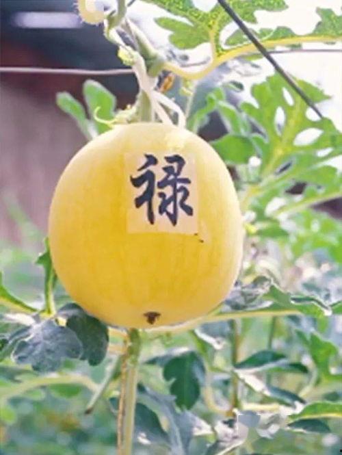 贺兰吃瓜,揭秘娱乐圈背后的那些事儿