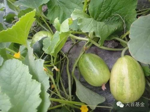 吃还没长大的瓜,揭秘那些“吃还没长大的瓜”的秘密