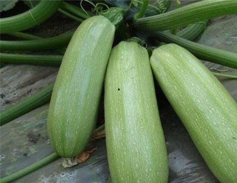 吃毛瓜的好处,营养丰富的健康佳品，揭秘其四大益处