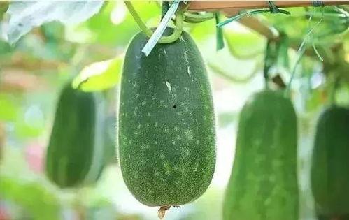 吃瓜解暑鳄鱼,吃瓜解暑鳄鱼，清凉一夏！