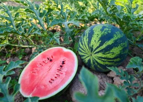 宜阳吃瓜,品味夏日田园风情