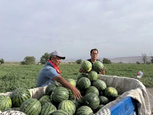 吃瓜乳山,吃瓜乳山，品味独特风味