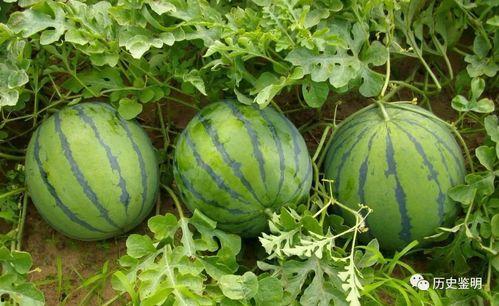 光遇吃瓜得瓜,吃瓜得瓜，瓜果飘香之旅