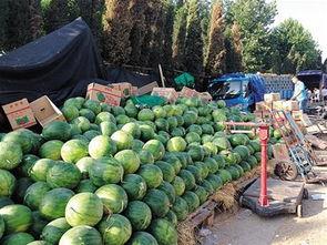 桃源九溪吃瓜,夏日吃瓜盛宴，尽享田园风光与清凉滋味