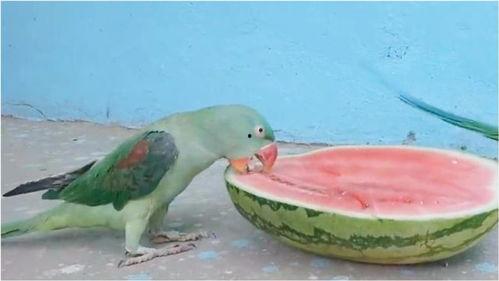 鹦鹉吃瓜看戏图片,趣味横生一幕