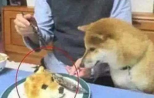 吃瓜加狗头图文,趣味横生！