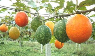 怀孕没吃吊瓜,育儿路上的小遗憾