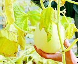 梦见摘瓜吃瓜啥意思呀周公解梦,摘瓜吃瓜预示着什么美好寓意？