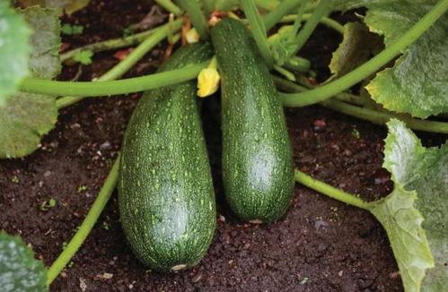 秋天吃瓜的开始,秋季吃瓜新风尚