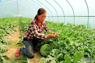 良田超市吃瓜,吃瓜群众的欢乐天堂