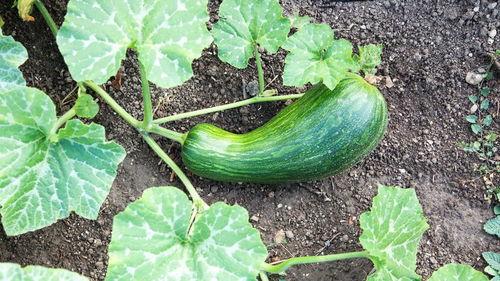 瓠瓜发烧可以吃,探寻天然食疗的养生之道