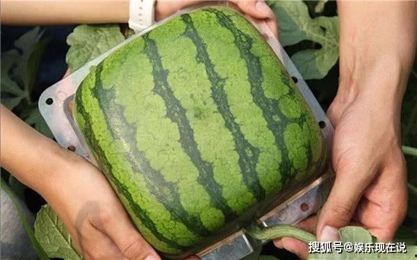 吃瓜的结尾,揭秘娱乐圈幕后真相