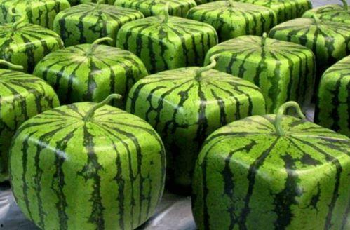 中国任吃瓜,揭秘中国网络热议背后的真相与趣味