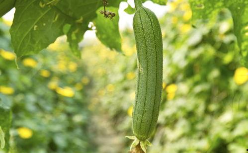 杀瓜中的吃瓜是什么意思,揭秘网络热词背后的文化内涵