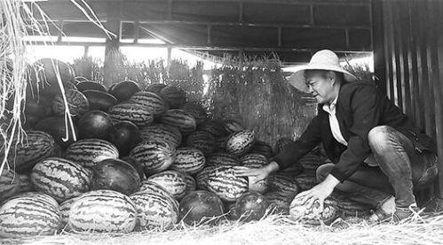 松原吃瓜群众事件,揭秘网络舆论背后的真相