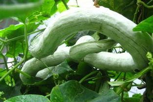 怎么吃蛇瓜,解锁健康美味的烹饪秘诀