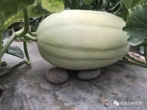 边摸手边吃瓜,夏日悠闲生活新风尚