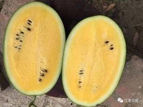 白沙吃瓜,揭秘网络热词背后的文化现象