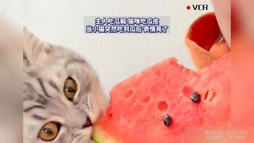 猫可以吃哪些瓜,盘点猫咪可以享用的瓜类美食