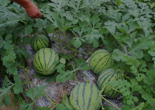 河南淇县吃瓜视频,揭秘当地特色美食文化