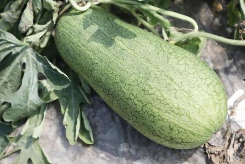 漂亮的吃瓜,探寻“漂亮吃瓜”的独特魅力