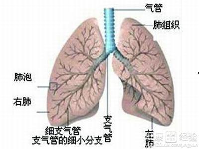 支气管肺炎吃皇瓜好吗