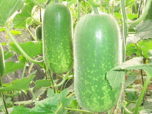 吃瓜能瘦不,真的能瘦吗？