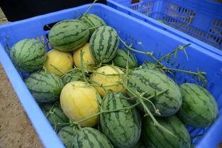 怎么加吃瓜群,轻松加入吃瓜群，畅享热门话题盛宴