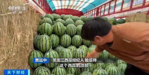 他们都在吃瓜,众人共享的欢乐时光