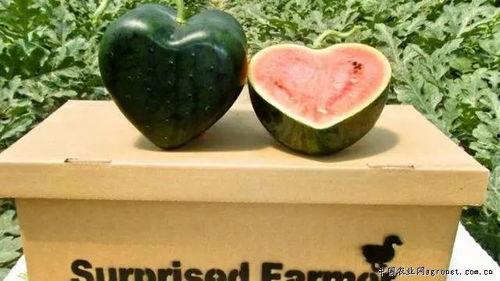 广州歌爵士吃瓜,一场别开生面的吃瓜盛宴