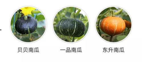 发现女友吃瓜,女友的“吃瓜”秘密，背后隐藏着怎样的情感纠葛？