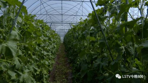 西昌的吃瓜事件,一场网络狂欢背后的真相与反思