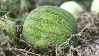 兰州校园吃瓜,揭秘校园美食文化盛宴