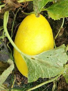 青姨吃瓜趣事,揭秘娱乐圈幕后花絮