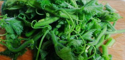 瓜秧种好多久可以吃瓜,从播种到品尝瓜果的等待时光