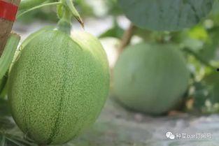 网纹瓜没有吃瓜神器,告别传统，探索无“瓜”神器新体验